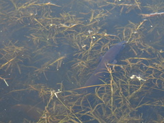 Anguilla dieffenbachii