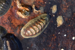Ischnochiton maorianus