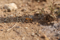 Eumenes tripunctatus