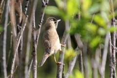 Acrocephalus agricola