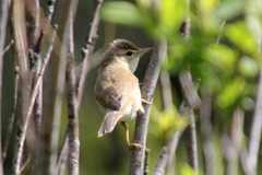 Acrocephalus agricola