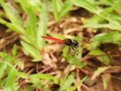 Aethriamanta brevipennis