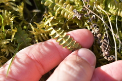 Blechnum penna-marina