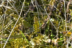 Blechnum penna-marina