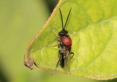 Proctotrupomorpha