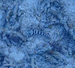 Parapercis tetracantha