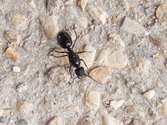 Camponotus intrepidus