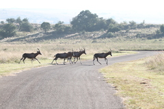 Damaliscus pygargus phillipsi