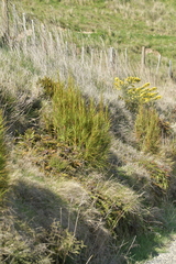 Dracophyllum longifolium
