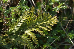 Asplenium appendiculatum appendiculatum