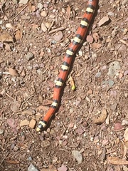 Lampropeltis knoblochi