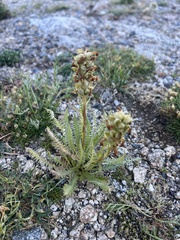 Pedicularis parryi