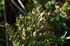 Asplenium appendiculatum appendiculatum