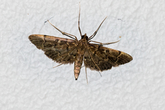 Duponchelia lanceolalis