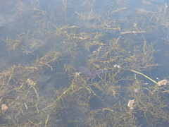 Anguilla dieffenbachii