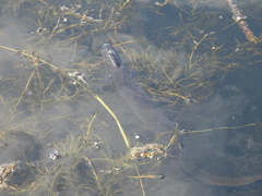 Anguilla dieffenbachii