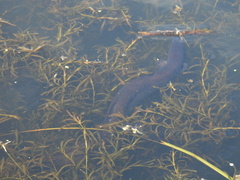 Anguilla dieffenbachii