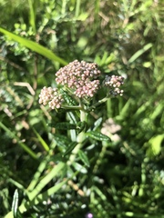 Ozothamnus diosmifolius