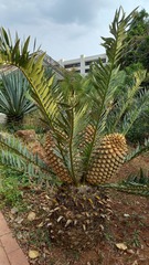 Encephalartos