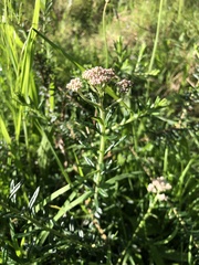 Ozothamnus diosmifolius