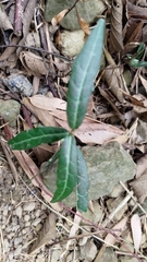 Trachelospermum asiaticum