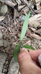 Trachelospermum asiaticum