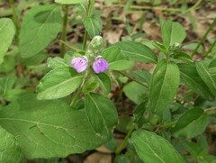 Rostellularia obtusa