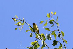Crithagra mozambica
