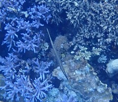 Aulostomus chinensis