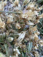 Cerastium beeringianum