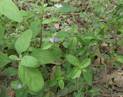 Rostellularia obtusa