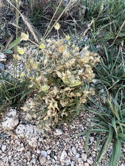 Cerastium beeringianum