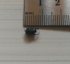 Onthophagus