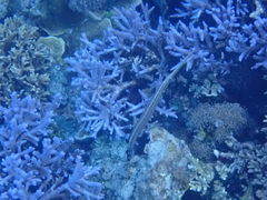 Aulostomus chinensis