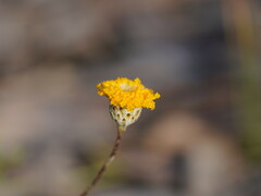 Leptorhynchos squamatus