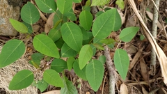 Triadica cochinchinensis