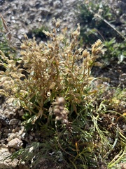 Cerastium beeringianum
