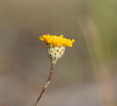 Leptorhynchos squamatus