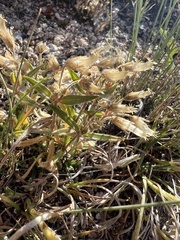 Cerastium beeringianum