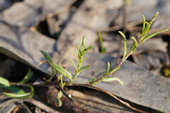 Leptorhynchos squamatus