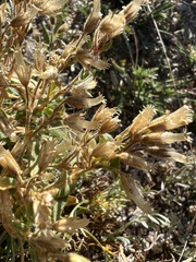 Cerastium beeringianum