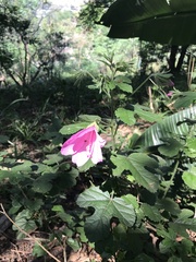 Hibiscus pedunculatus