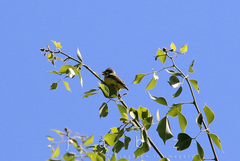 Crithagra mozambica