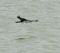 Phalacrocorax varius varius