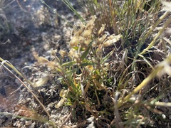 Cerastium beeringianum