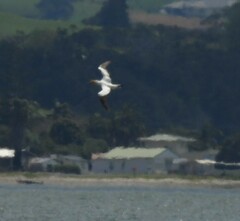 Morus serrator