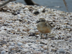 Charadrius obscurus aquilonius