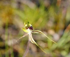 Caladenia tentaculata