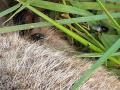 Australophyra rostrata