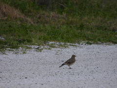 Alauda arvensis arvensis